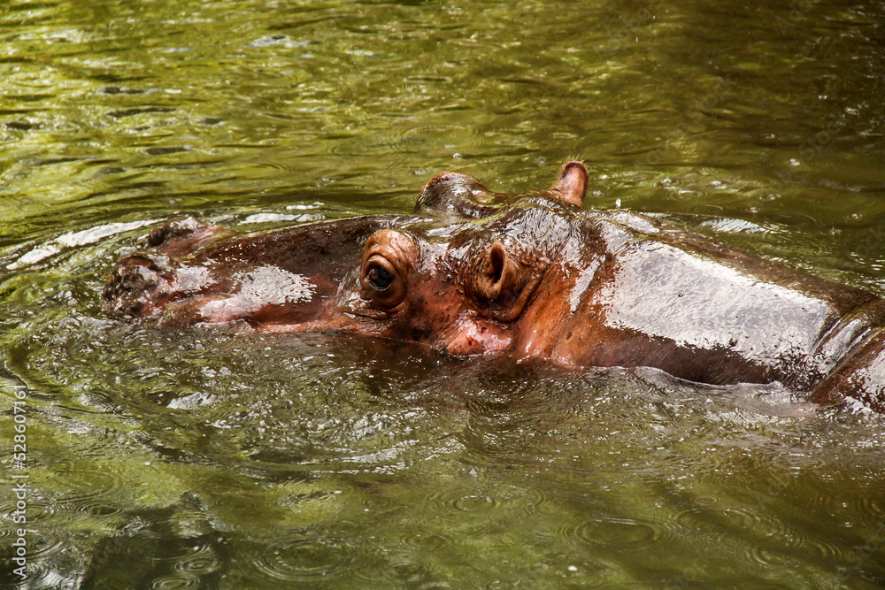 A hippopotamus head in the water A hippopotamus head in the water