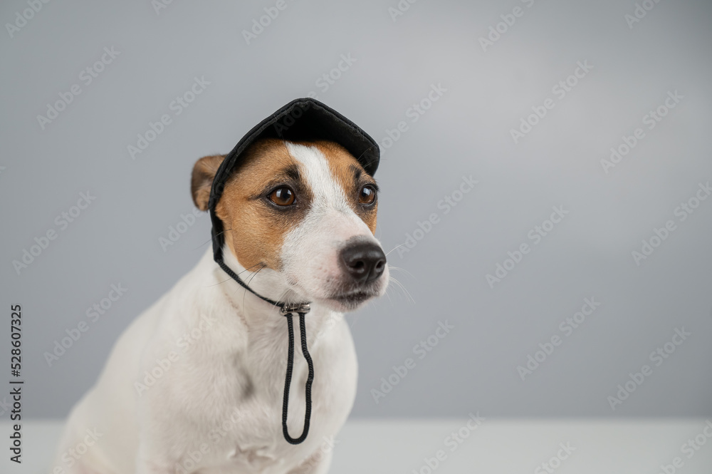 Dog jack russell terrier in a black cap on a white background. 