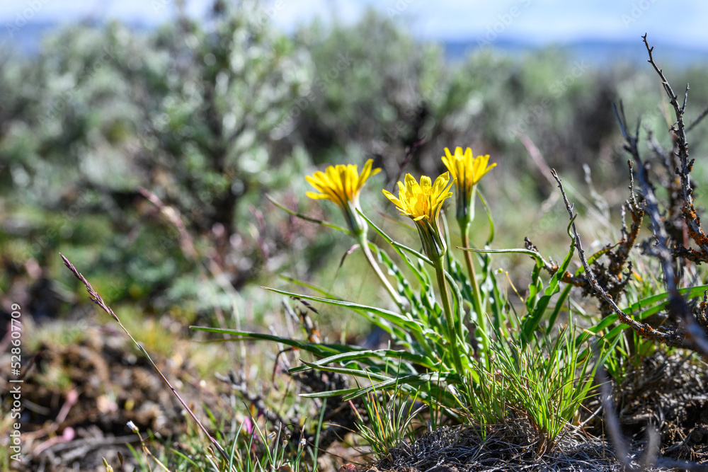 Yellow flower blooming on a False Dandelion plant, wildflower native to the dry shrub-steppe environment in Central Washington
Yellow flower blooming on a False Dandelion plant, wildflower native to the dry shrub-steppe environment in Central Washington