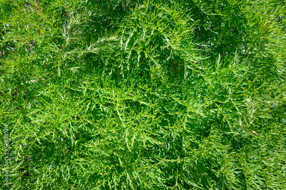 Green spring foliage growing in Central Washington, as a nature background
Green spring foliage growing in Central Washington, as a nature background