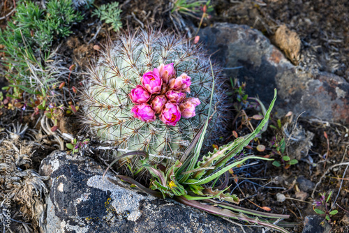 Pink flower blooming on a Hedgehog Cactus, wildflower native to the dry shrub-steppe environment in Central Washington
 photo
