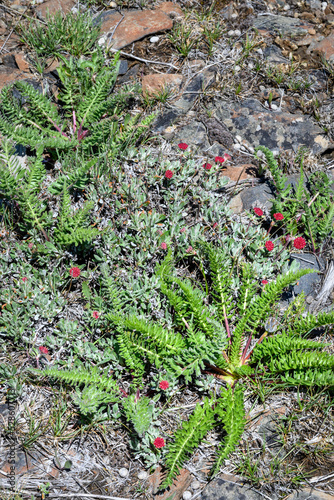 Red flowers blooming on a compact Douglas' Buckwheat plant, wildflower native to the dry shrub-steppe environment in Central Washington
 photo