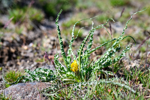 Yellow flower blooming on a False Dandelion plant, wildflower native to the dry shrub-steppe environment in Central Washington
