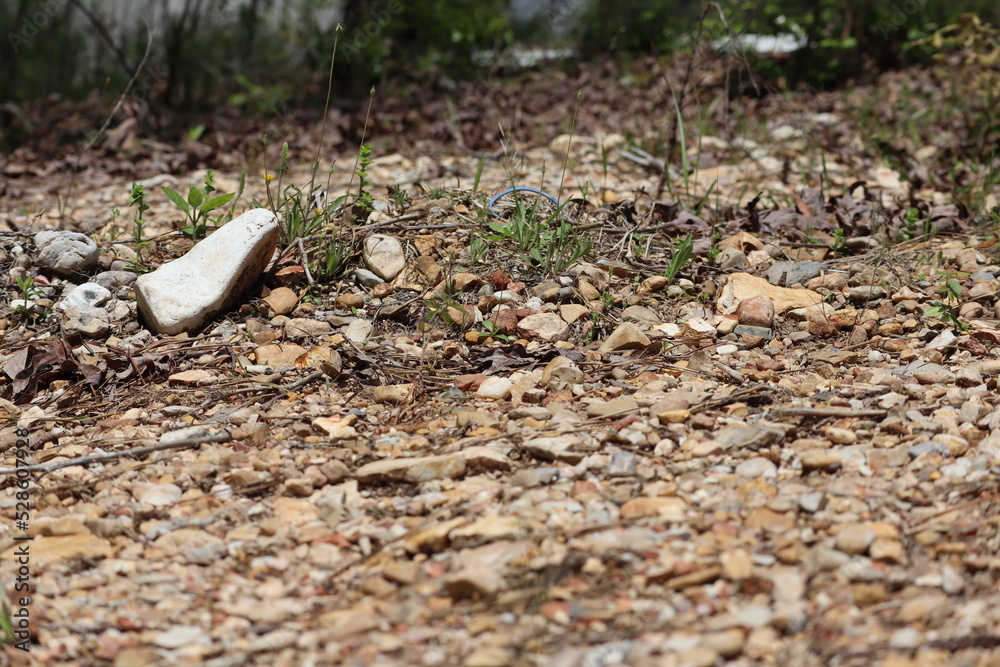 Fototapeta premium Woodlands