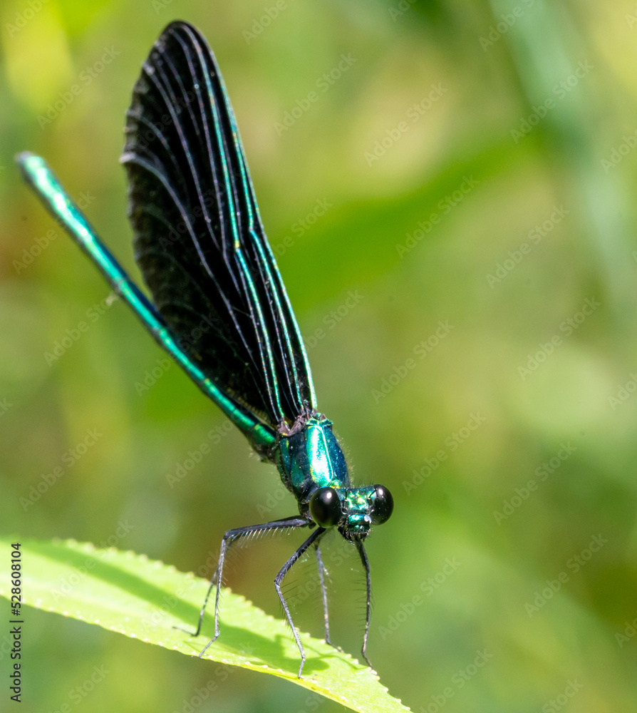 Macro selective focus on the head of a dark winged damselfly resting on a blade of grass. Macro selective focus on the head of a dark winged damselfly resting on a blade of grass.