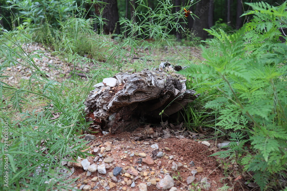 Obraz premium Woodlands 