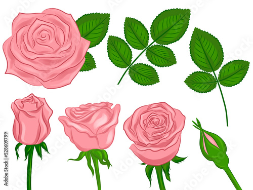isolated set of pink roses buds