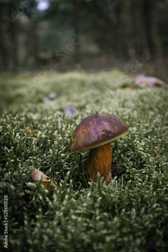 Edible boletus edulis mushroom growing in the moss. Beautiful sunshine scene