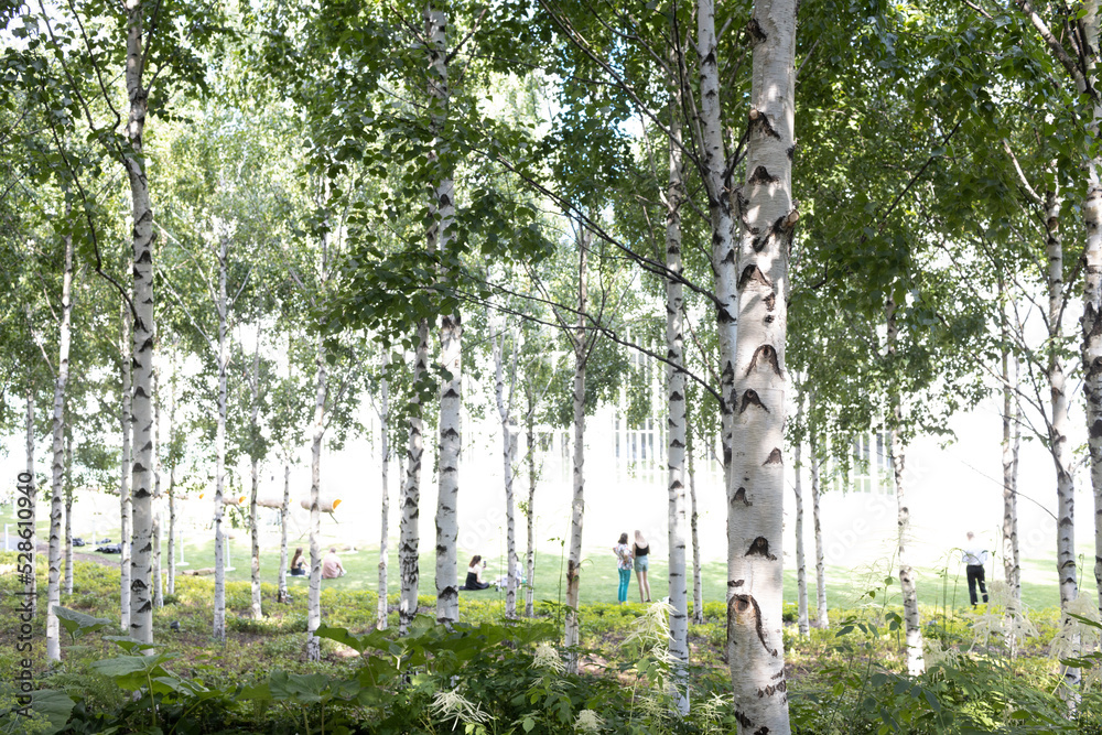 Fototapeta premium Urban city public artificial birch park in summer tree