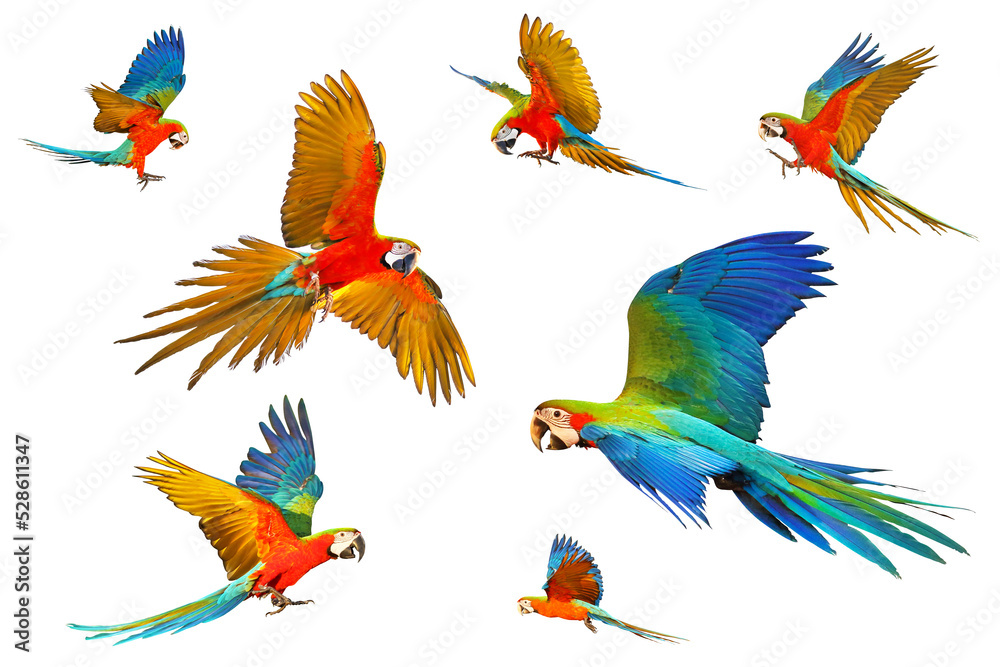 Set of Harlequin macaw  parrot isolated on white background.