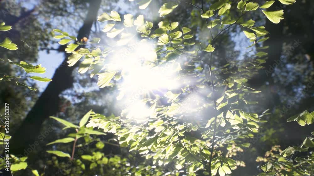 Mañana en el bosque, aire fresco, brillos del sol en movimiento