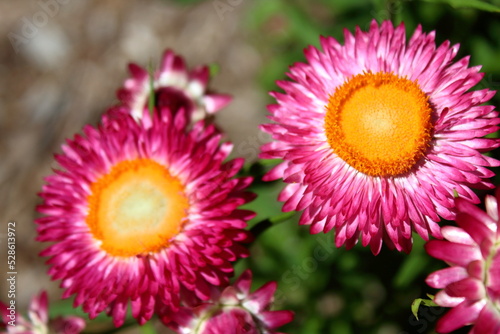 Close up flower