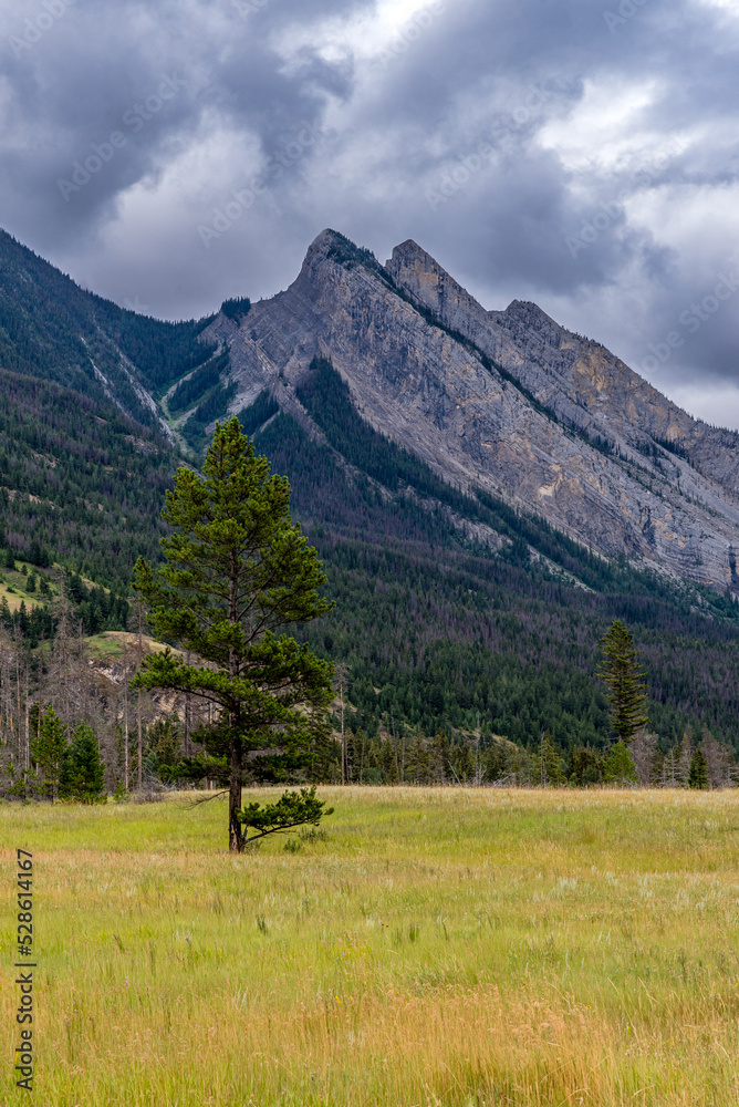 Mt. Colin and an evergreen in a meadow near the Jasper airfield in Jasper National Park, Alberta