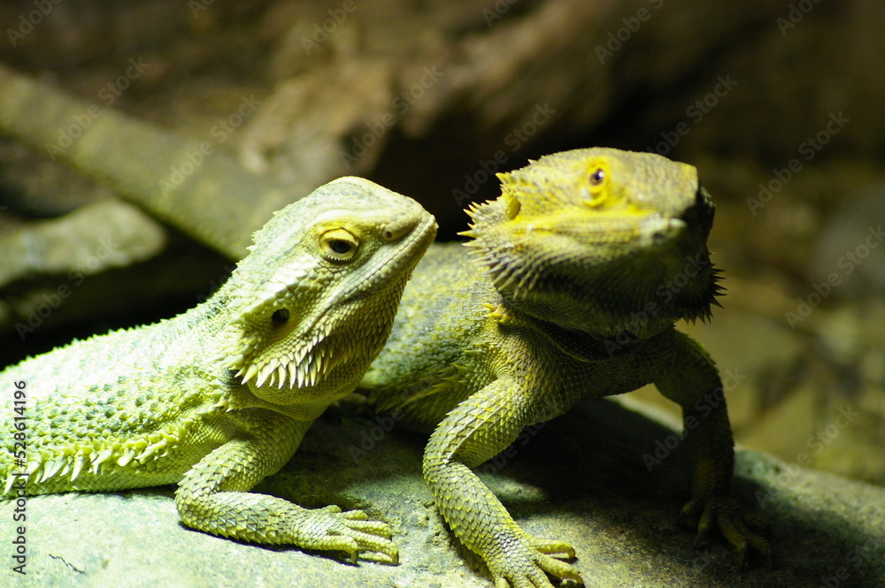 Obraz premium Bearded Dragons