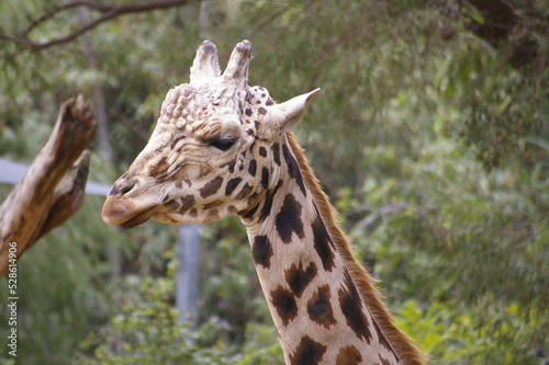 Giraffe close-up