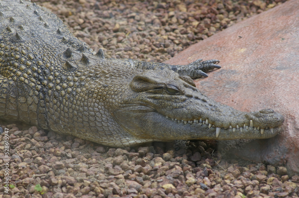 Fototapeta premium Saltwater Crocodile