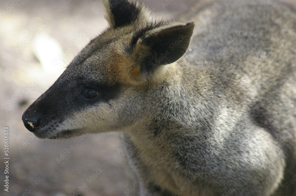 Yellow-footed Rock- wallaby - close up - australian wildlife Yellow-footed Rock- wallaby - close up - australian wildlife