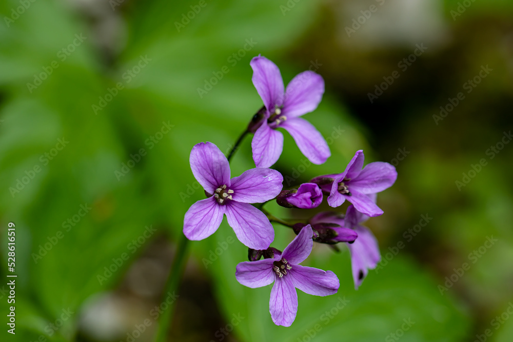 Cardamine pentaphyllos flower in meadow	