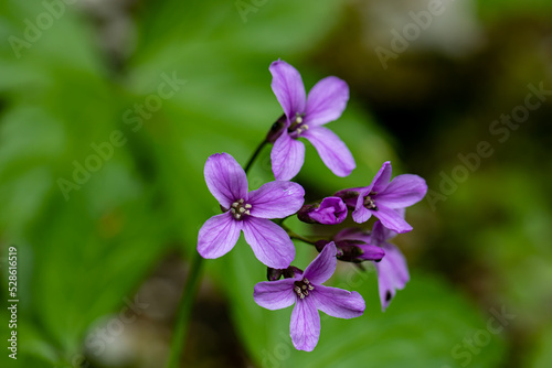 Cardamine pentaphyllos flower in meadow 