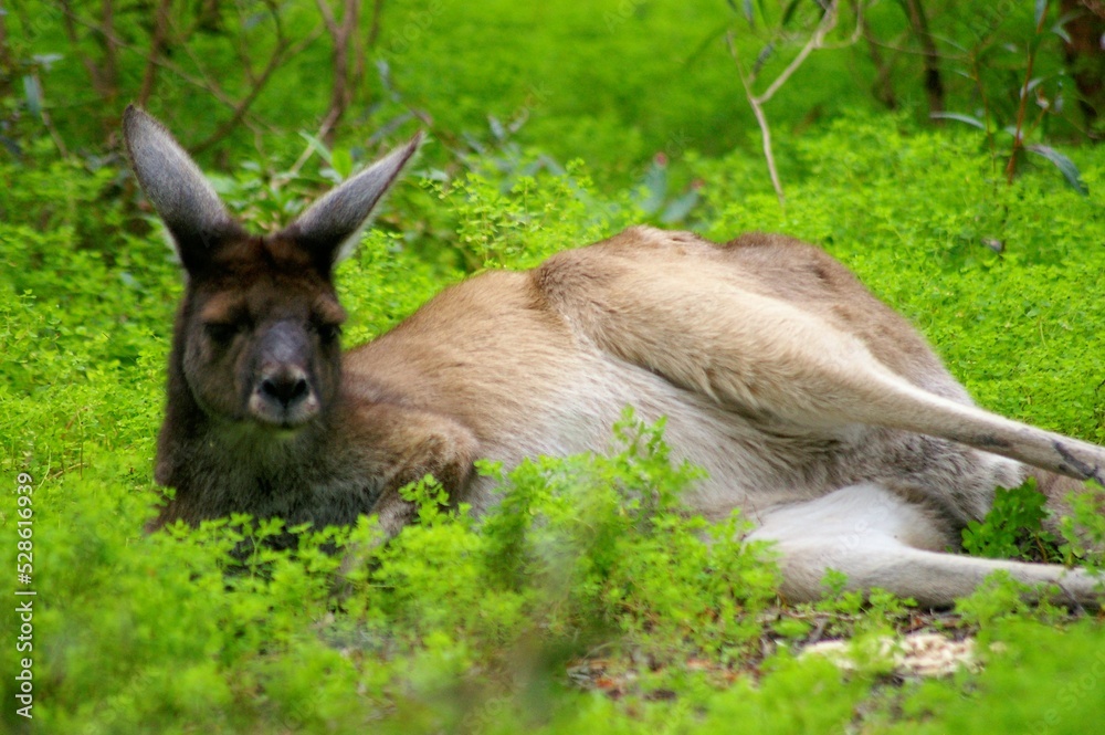 kangaroo in the grass