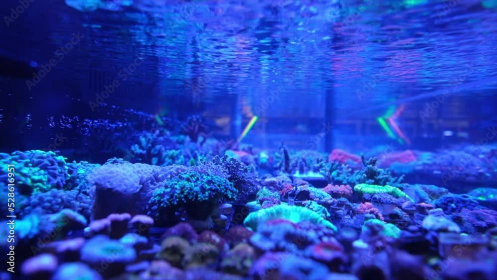 the dark blue waters of a research aquarium holding different varieties of coral in a simulated underwater tidal pool reef