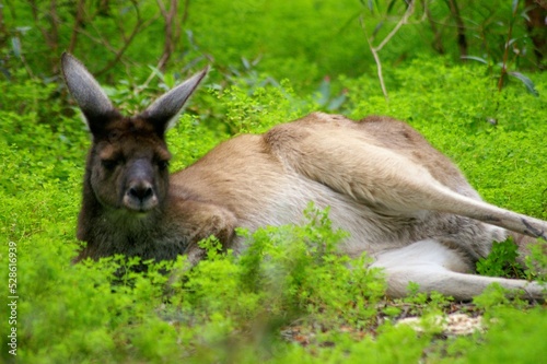 kangaroo in the grass