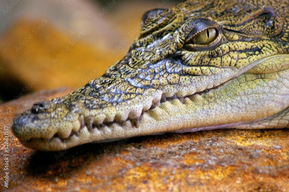 Fototapeta premium Crocodile - close up - wildlife park - australia