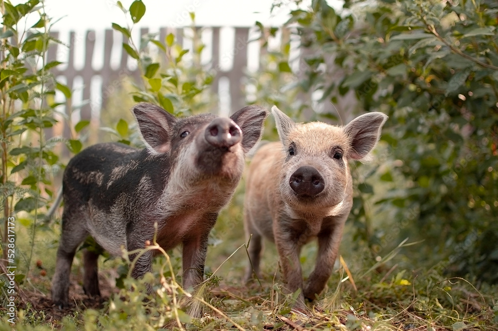 Little piglets in a pasture at a remote livestock station. Dwarf pig