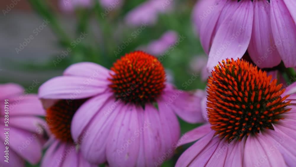 Detail View Of Coneflower Growing In The Park. - close up Detail View Of Coneflower Growing In The Park. - close up