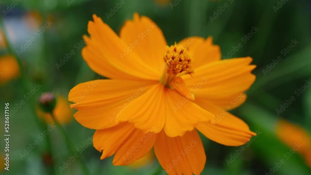 Closeup Of Orange Flowers Of Cosmos Sulphureus In The Garden. Closeup Of Orange Flowers Of Cosmos Sulphureus In The Garden.