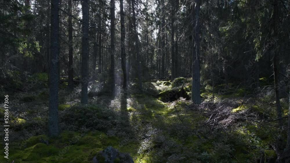 floating through old boreal taiga pine forest, POV floating through old boreal taiga pine forest, POV