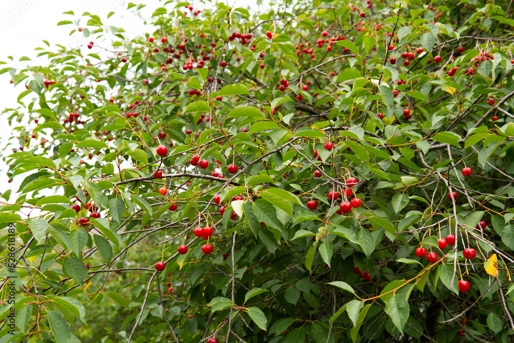cherry tree branches with red berries.