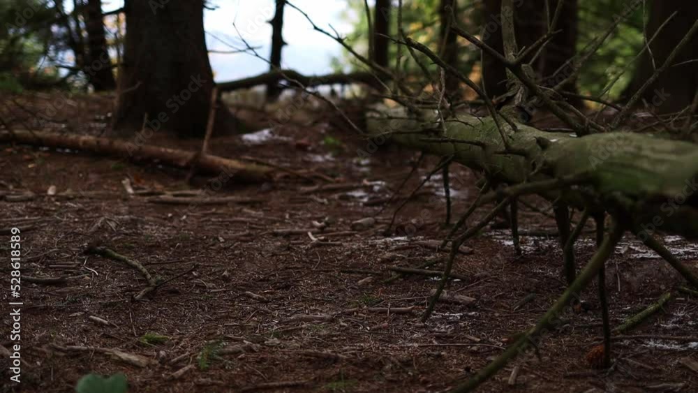 A woman in hiking boots oversteps a tree in the forest. Close up of girl's feet in winter trackers walking outdoors. A woman in hiking boots oversteps a tree in the forest. Close up of girl's feet in winter trackers walking outdoors.