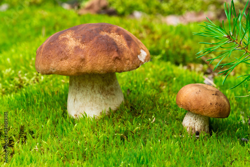 Boletus edulis is edible mushroom. Pporcini on moss in forest. Healthy and delicates food