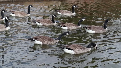 Canadian Geese Swimming and Honking