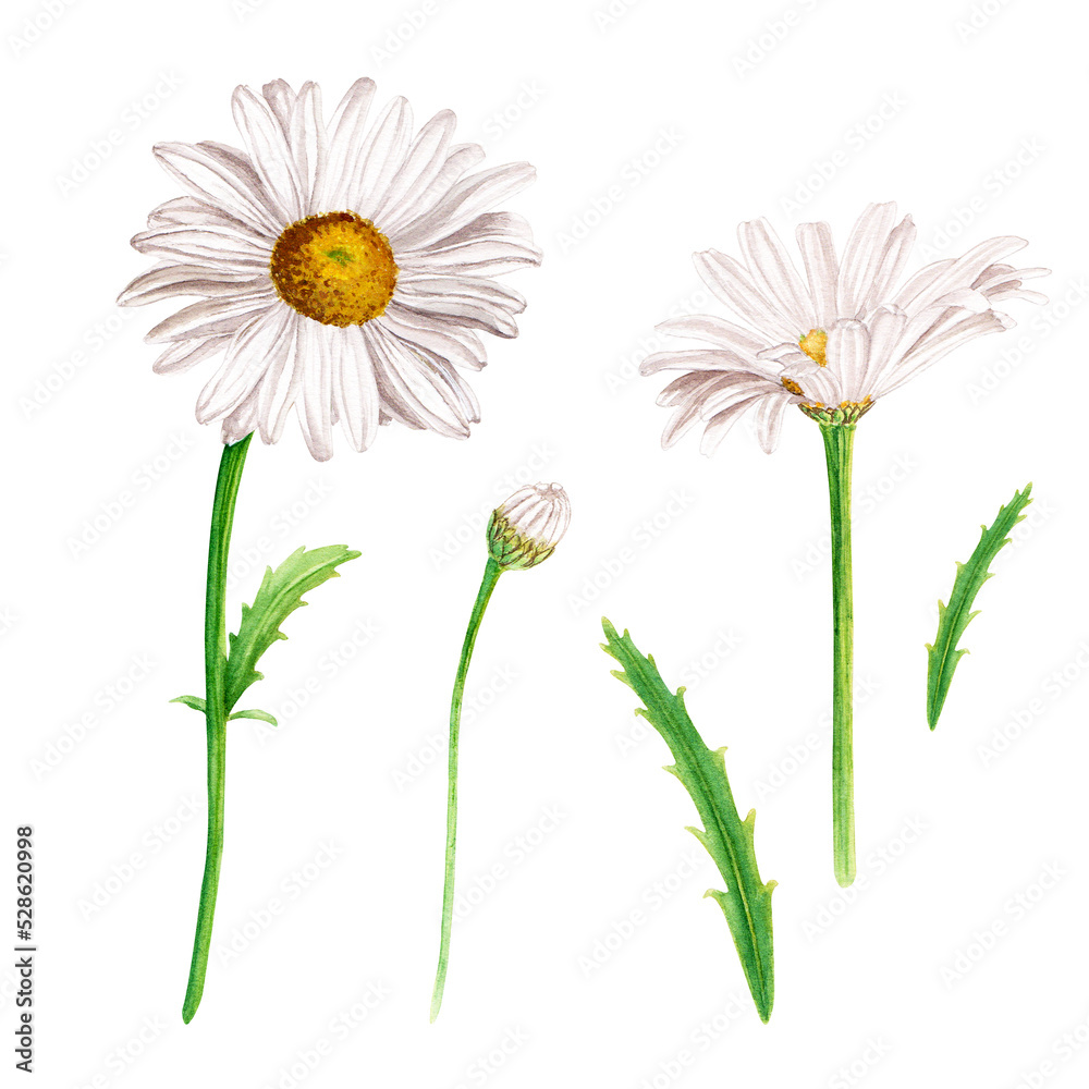 Daisy flower set, watercolor illustration isolated on white
