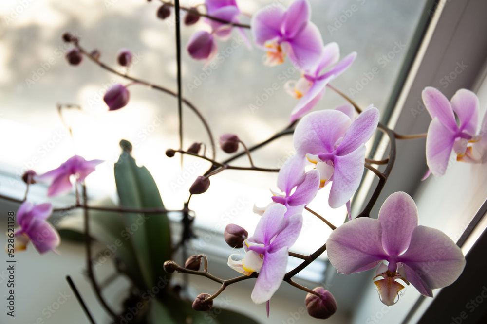 Pink flower of the phalaenopsis orchid in a flower pot on the windowsill in the house. Care of a houseplant. Pink flower of the phalaenopsis orchid in a flower pot on the windowsill in the house. Care of a houseplant.