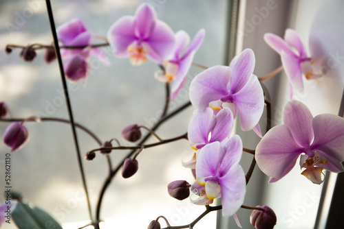 Pink phalaenopsis orchid flower in a flower pot on a sunny windowsill. Interior decoration of the room.