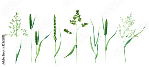Meadow grass collection watercolor illustration isolated on white background