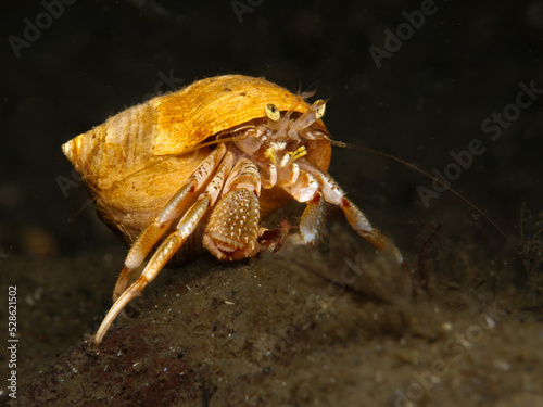 Photography Beautiful hermit crab from Oslo fjord, Norway