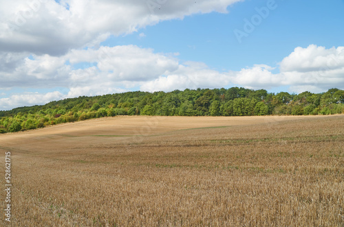 Dry crop field with stubble after harvest