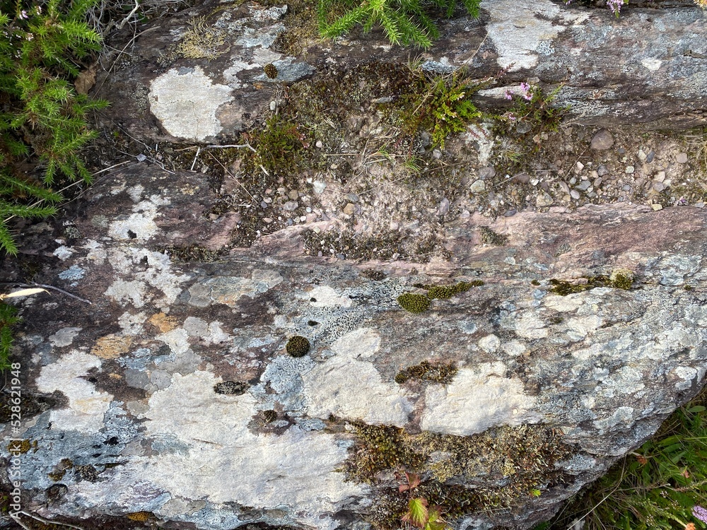 Different lichen on a stone rock. Different lichen on a stone rock.