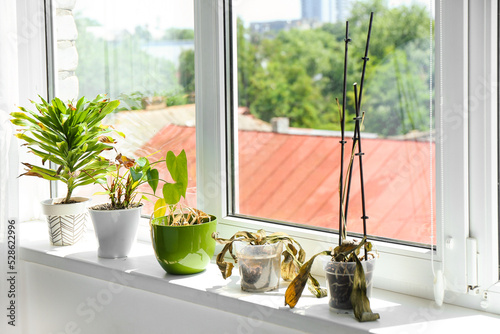 Foto Wilted houseplants on windowsill in room