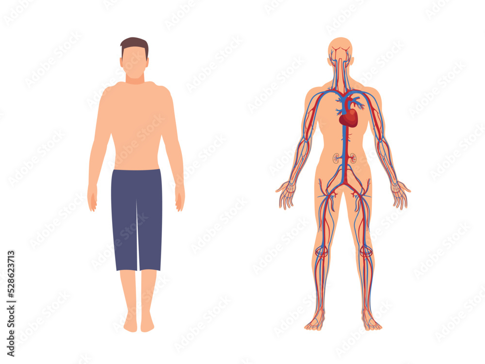 This image consist the internal and external part of human body. I shows the nerve system of human anatomy circulatory system. Human body with heart and blood circulation system design is here. This image consist the internal and external part of human body. I shows the nerve system of human anatomy circulatory system. Human body with heart and blood circulation system design is here.
