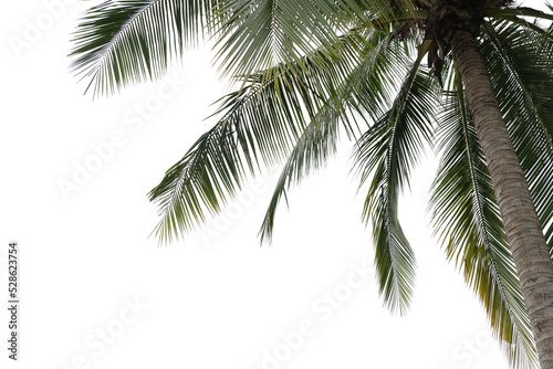 Coconut tree leaves foreground 