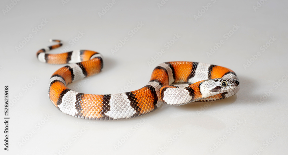 Naklejka premium Grey-banded Kingsnake // Grau gebänderte Königsnatter (Lampropeltis alterna blairi)