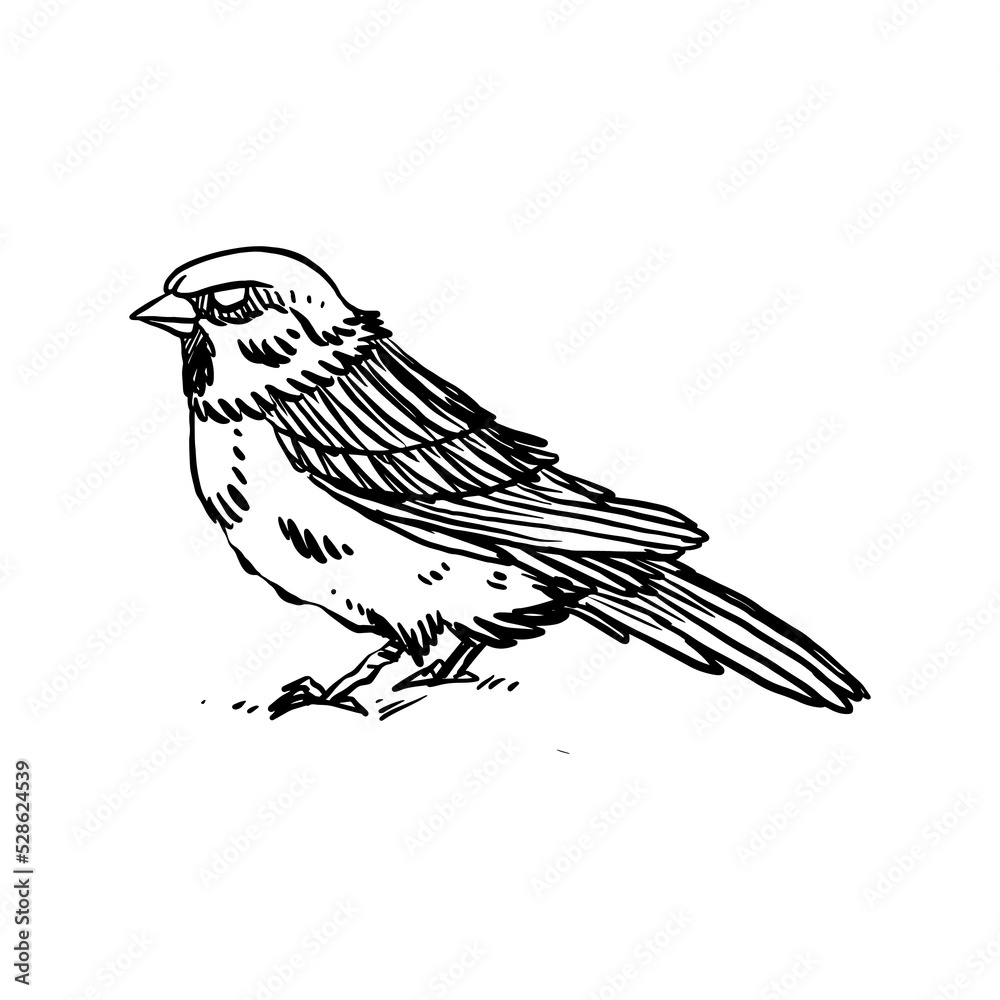 Fototapeta premium sparrow hand drawn illustration design