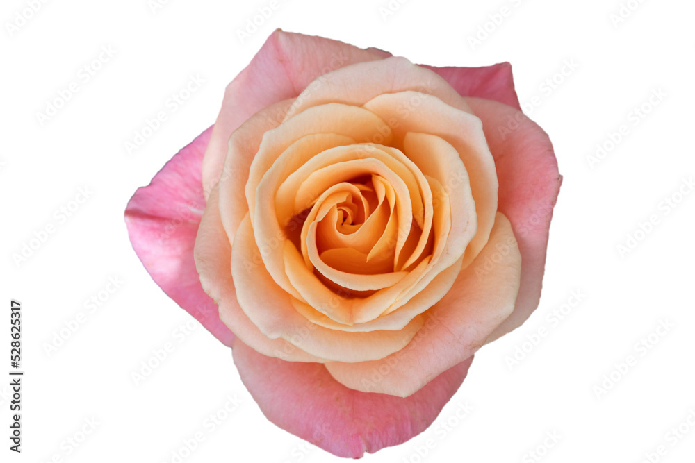 Pink rose flower isolated on white background, soft focus and clipping path Pink rose flower isolated on white background, soft focus and clipping path