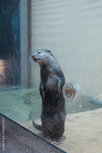 カワウソ