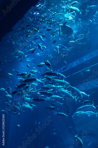 水族館
